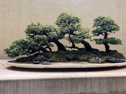 Pacific Bonsai Museum photo 6