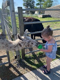 Morgan City Petting Zoo photo 2