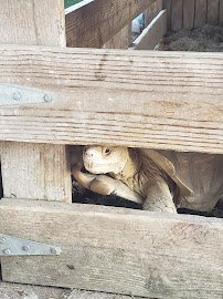 Morgan City Petting Zoo photo 3