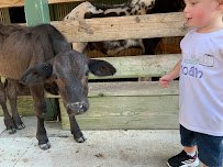 Morgan City Petting Zoo photo 4