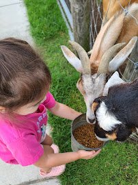 Morgan City Petting Zoo photo 5