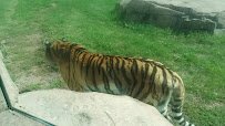 Lake Superior Zoo photo 2