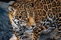 Animal World & Snake Farm Zoo