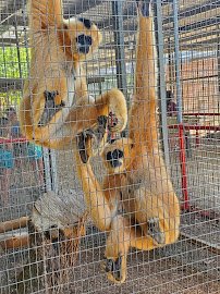 Animal World & Snake Farm Zoo photo 4