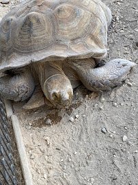 Animal World & Snake Farm Zoo photo 5