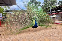 Animal World & Snake Farm Zoo photo 6
