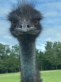 Eudora Wildlife Safari Park photo 5