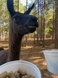 Eudora Wildlife Safari Park photo 6