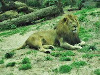 Big Cat Falls photo 4