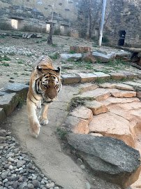 Big Cat Falls photo 5