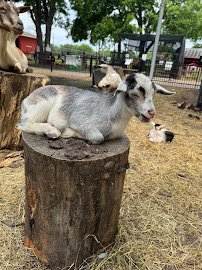 Animal Connection Experience at Fritz Park
