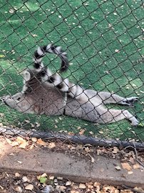 Animal Connection Experience at Fritz Park photo 2