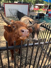 Animal Connection Experience at Fritz Park photo 3