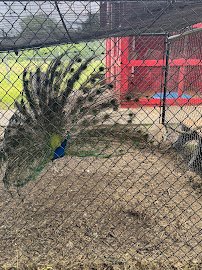 Animal Connection Experience at Fritz Park photo 4