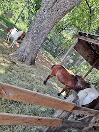 Animal Connection Experience at Fritz Park photo 6