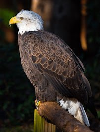 Audubon Center for Birds of Prey photo 5