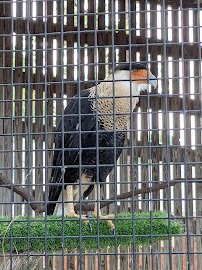 Audubon Center for Birds of Prey photo 6