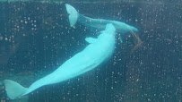 Mystic Aquarium photo 4