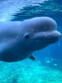 Mystic Aquarium photo 5