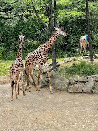 Cincinnati Zoo & Botanical Garden photo 3