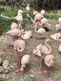 Cincinnati Zoo & Botanical Garden photo 4