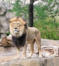Cincinnati Zoo & Botanical Garden photo 6