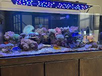Violet Aquarium LLC photo 4