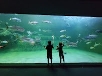 East pond lookout at Pine Knoll Shores Aquarium photo 3