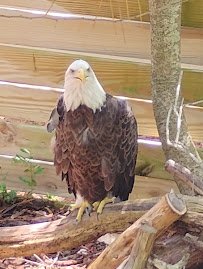 East pond lookout at Pine Knoll Shores Aquarium photo 4
