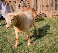 Barnyard Buddies Mobile Petting Zoo and Pony Ride Services photo 2