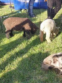 Barnyard Buddies Mobile Petting Zoo and Pony Ride Services photo 3