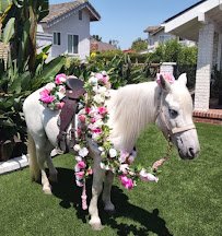 Barnyard Buddies Mobile Petting Zoo and Pony Ride Services photo 4