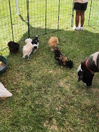 Barnyard Buddies Mobile Petting Zoo and Pony Ride Services photo 5