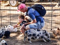 Barnyard Buddies Mobile Petting Zoo and Pony Ride Services photo 6