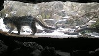 Snow Leopards, Bronx zoo photo 2