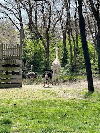 Snow Leopards, Bronx zoo photo 4