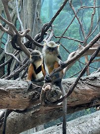 Snow Leopards, Bronx zoo photo 5