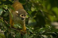 Monkey Jungle photo 3