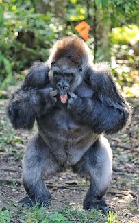 Monkey Jungle photo 5