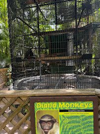Monkey Jungle photo 6