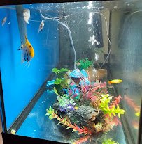 Aquatic Arts photo 4