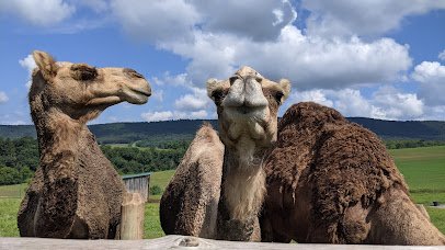 Green Horse Farm Animal Park & Petting Zoo