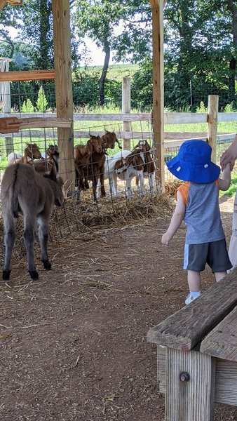 Green Horse Farm Animal Park & Petting Zoo photo 4