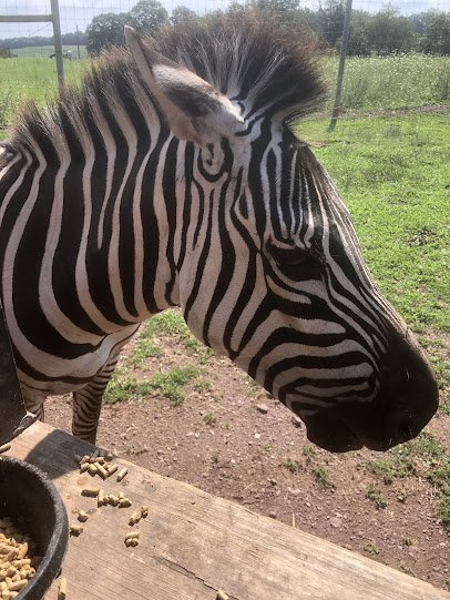 Green Horse Farm Animal Park & Petting Zoo photo 5