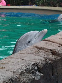 Dolphin Nursery