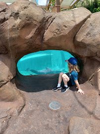 Dolphin Nursery photo 4