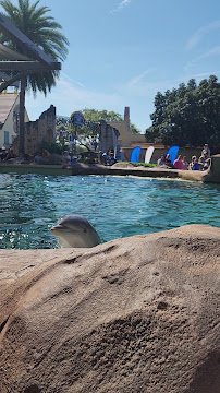 Dolphin Nursery photo 5