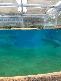 Dolphin Nursery photo 6