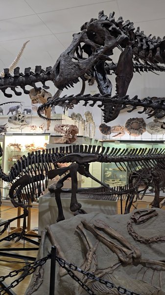 Museum @ Black Hills Institute photo 2