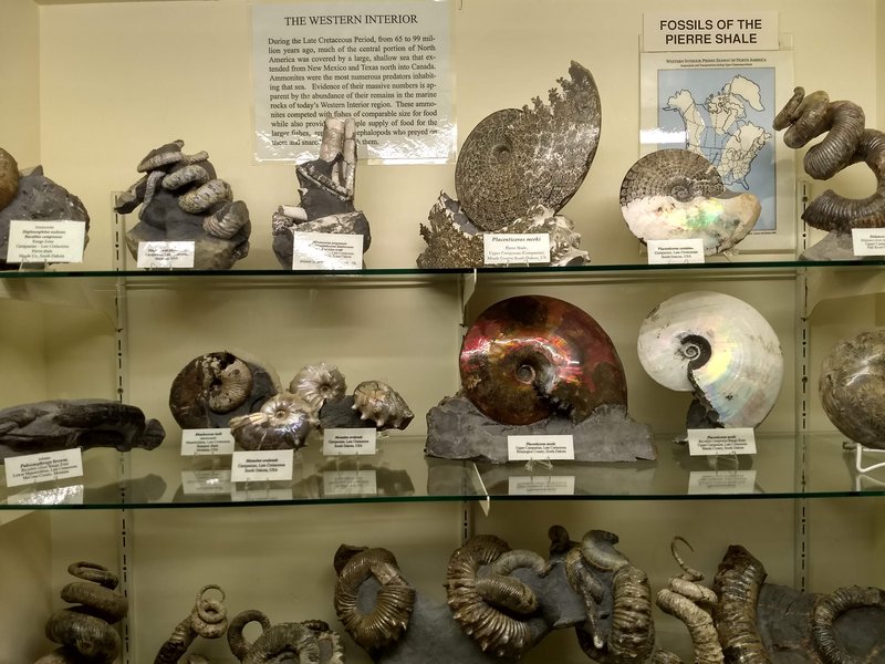 Museum @ Black Hills Institute photo 5